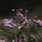 Aroma difuzér Black Orchid & Lily, 100 ml
