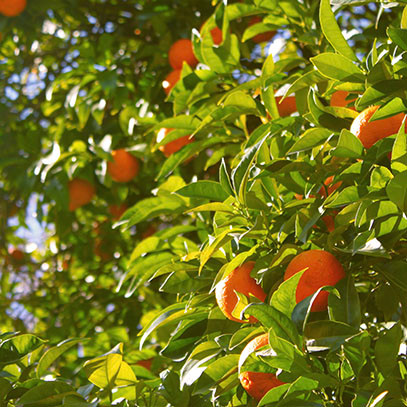 cereria-molla-aroma-basil-mandarin