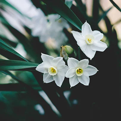 cereria-molla-aroma-tuberose-jasmine