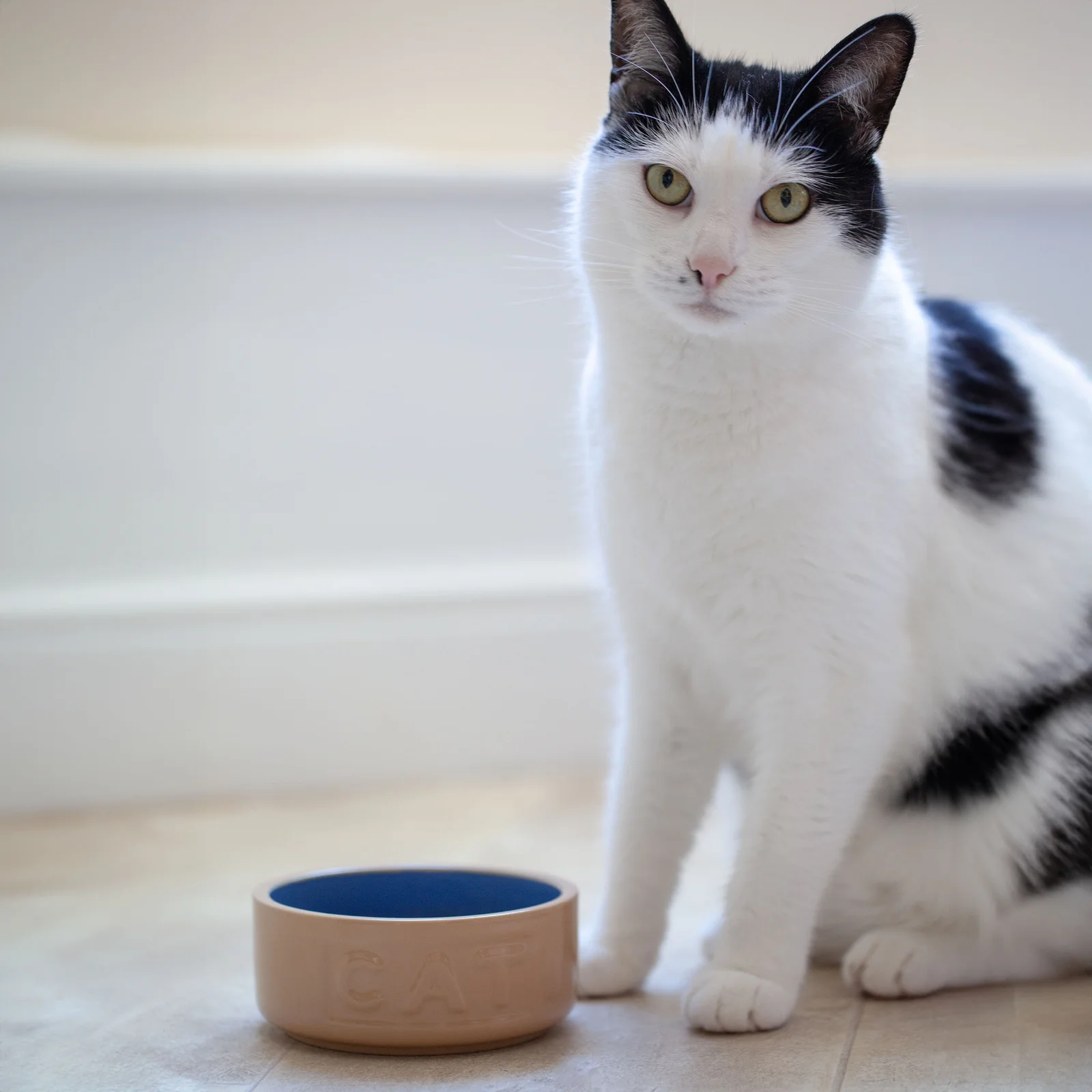 2030.313 Mason Cash Cane and Blue Cat Bowl 13cm-4