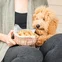 Forma na 16 psích sušenek Puppy Love Treat Pan, 240 ml