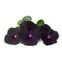 Lingot se semeny macešek černé, pro chytré květináče 