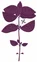 Lingot s BIO semeny bazalky fialové pro chytré květináče 