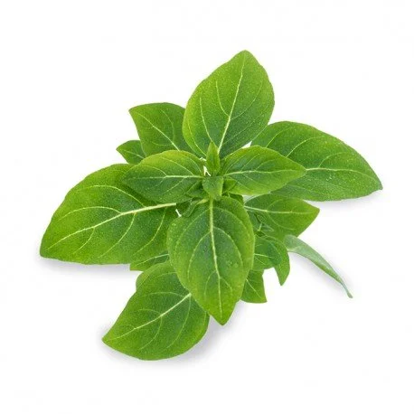 Lingot s BIO semeny trpasličí bazalky pro chytré květináče 