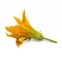 Lingot s BIO semeny cukety pro chytré květináče 