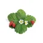 Lingot se semeny lesních jahod pro chytré květináče 