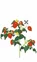 Lingot se semeny cherry rajčat pro chytré květináče 