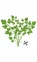 Lingot se semeny koriandru pro chytré květináče 