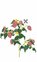 Lingot se semeny růžových mini rajčat pro chytré květináče 