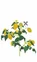 Lingot se semeny žlutých mini rajčat pro chytré květináče 