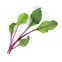 Lingot BIO semena pro pěstování listů červené řepy v květináčích 