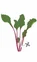 Lingot BIO semena pro pěstování listů červené řepy v květináčích 