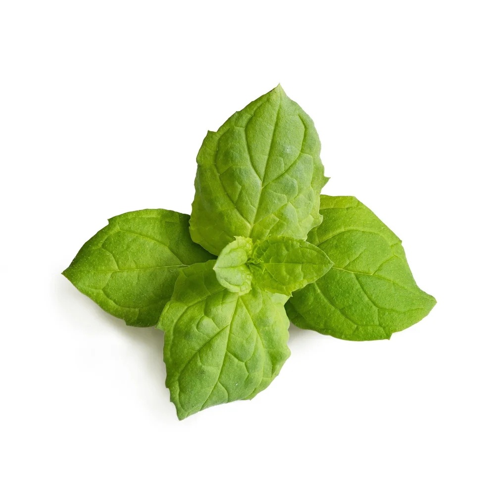 Lingot s BIO semeny máty marocké pro chytré květináče 