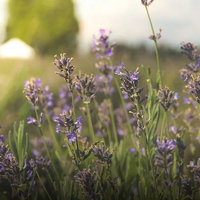 cereria-molla-provence-lavender