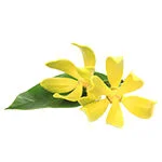 ylang ylang