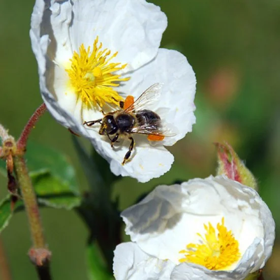 buy-organic-bee-pollen (1)