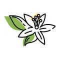 orange blossom