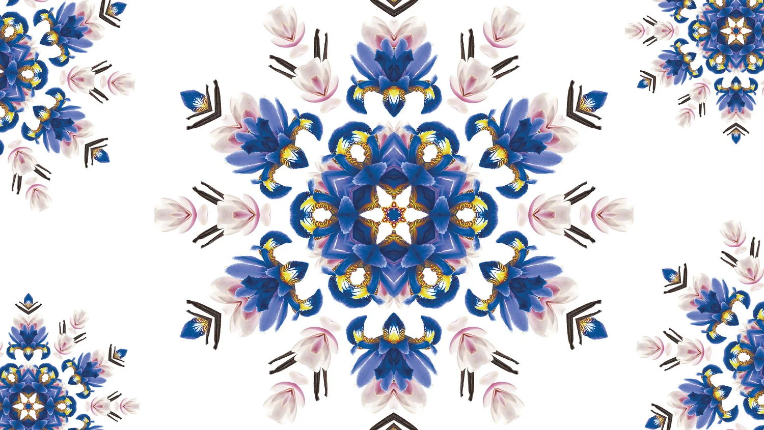MBP_liliflora_magnolie_dotextu