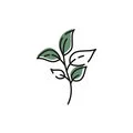 green tea sencha