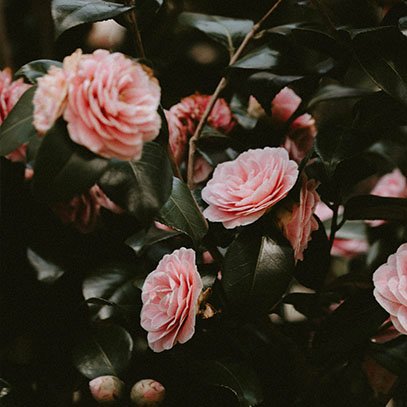 Vonné svíčky Cereria Mollá Bulgarian Rose & Oud provoní váš domov sladce květinovým aroma růží a dřevitou vůně agarového dřeva