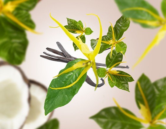 115355 prosluneny ylang