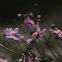 Aróma difuzér Black Orchid & Lily, 100 ml