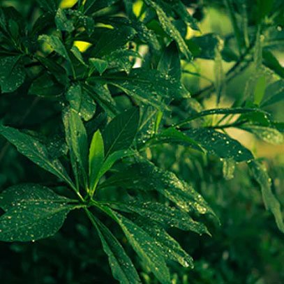 tea-lemongrass2