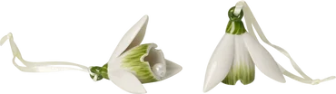 Villeroy & Boch Mini Flower Bells súprava 2 ks porcelánových zvončekov, snežienky