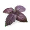 Lingot s BIO semenami bazalky fialovej pre inteligentné kvetináče