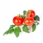 Lingot so semenami cherry paradajkami pre inteligentné kvetináče