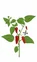 Lingot s BIO semenami jalapeno chili papričiek do inteligentných kvetináčov