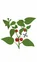 Lingot s BIO semenami červených minipapričiek pre inteligentné kvetináče
