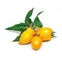Lingot so semenami žltých mini paradajok do inteligentných kvetináčov