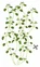 Lingot s BIO semenami saturejky divokej pre inteligentné kvetináče