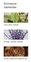 Vonné tyčinky Provence Lavender, 20 ks